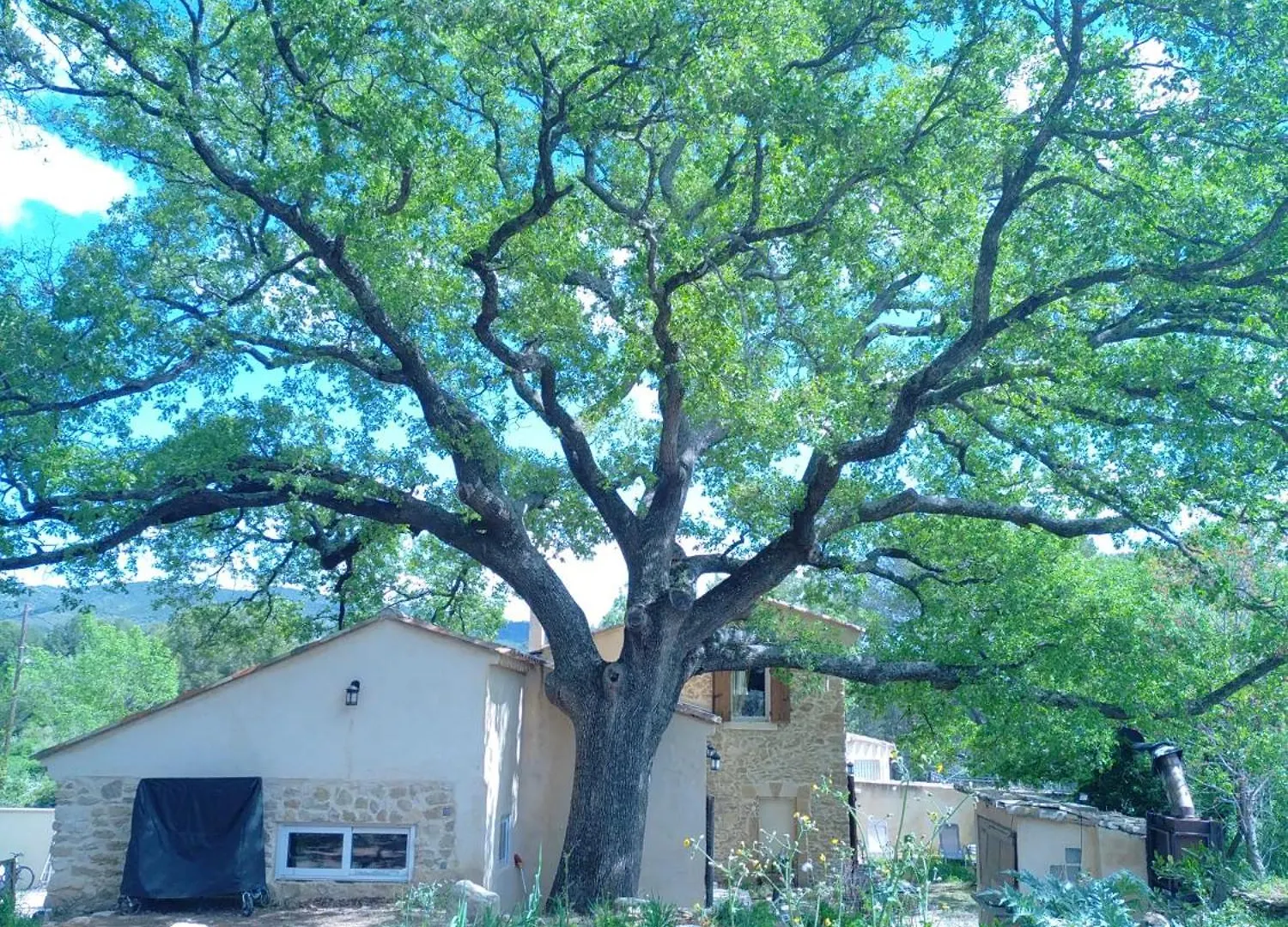 Sous un chêne bicentenaire agréable Chambre avec jardin et espace de W Lambesc Séjour à la campagne